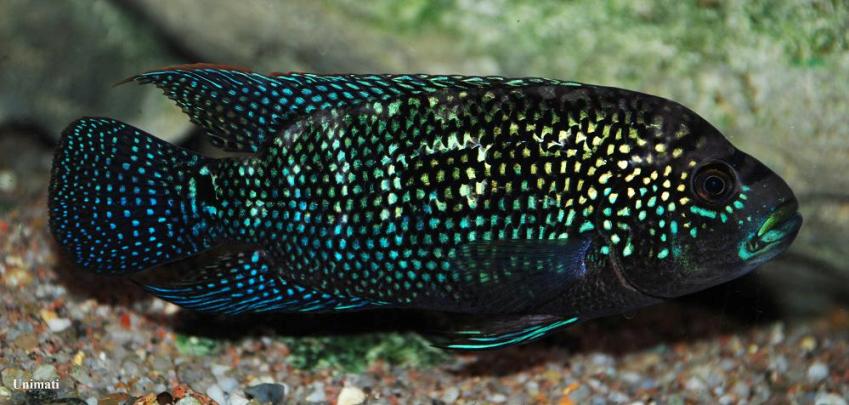Young adult male.