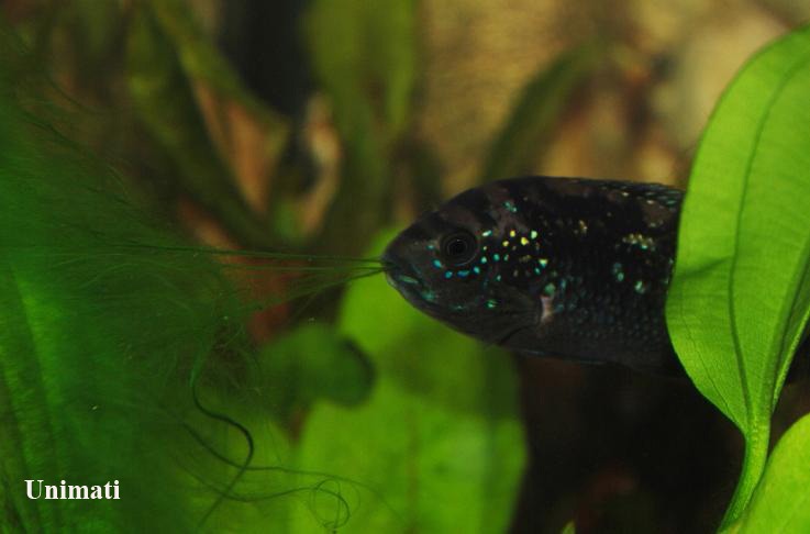 Young individual feeding on filamentous algae.