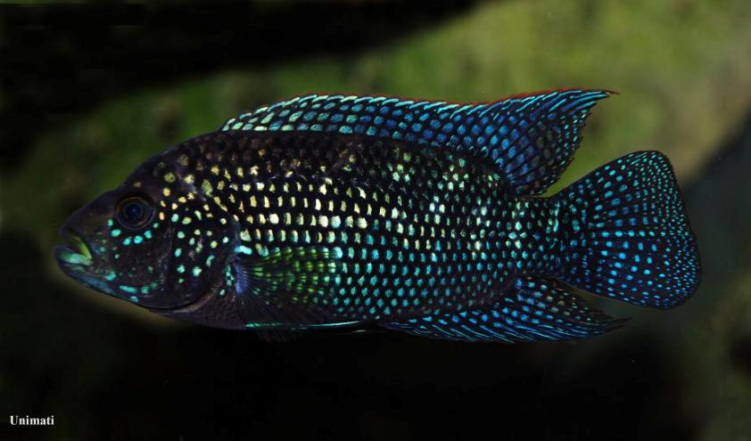 Young adult male.
