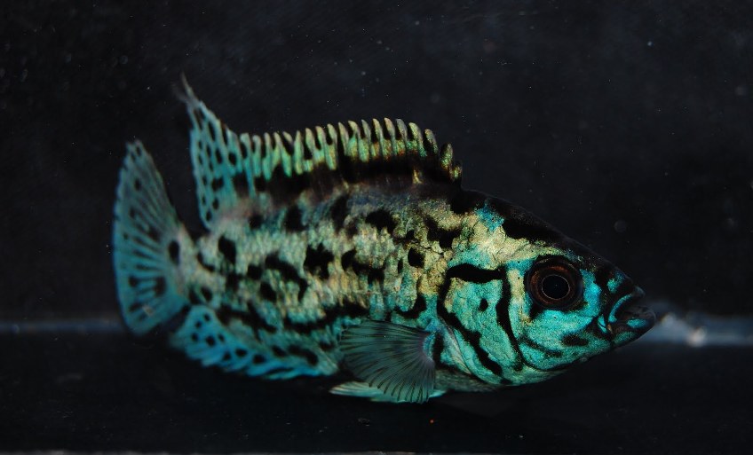 Juvenile of the 'electric blue' strain.