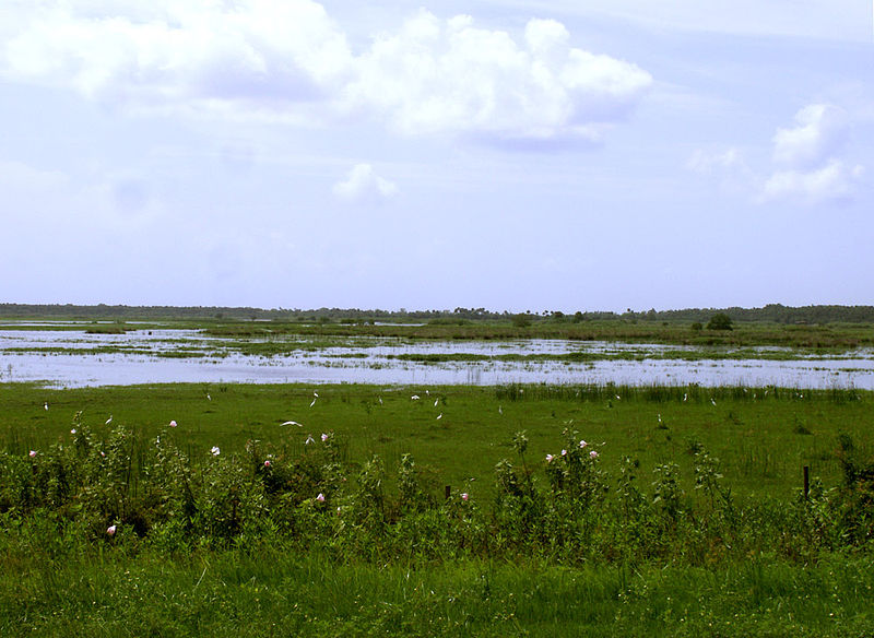 This species inhabits the St. Johns river system in Florida state, U.S.A., here seen south of Sanford city.