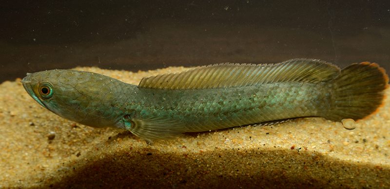 Unique-looking green colour form from Kamrup district, Assam state, northeastern India.