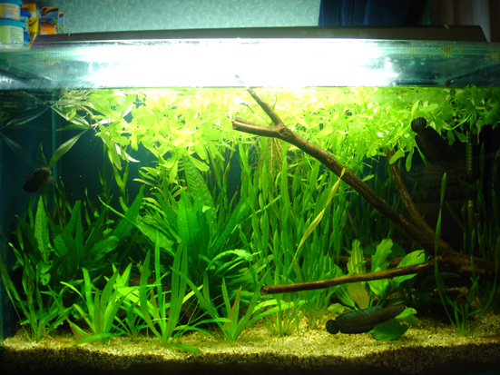 Breeding set-up during the 'wet season' with increased water depth.