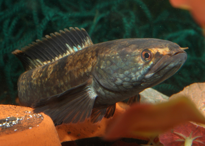 Specimen collected in Krabi province, southern Thailand. This form is also referred to as C. gachua 'TH03/02' in the aquarium hobby.