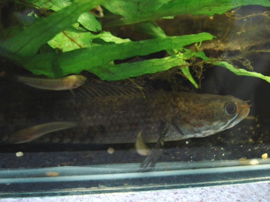 Juveniles remain with their parents for a number of weeks.