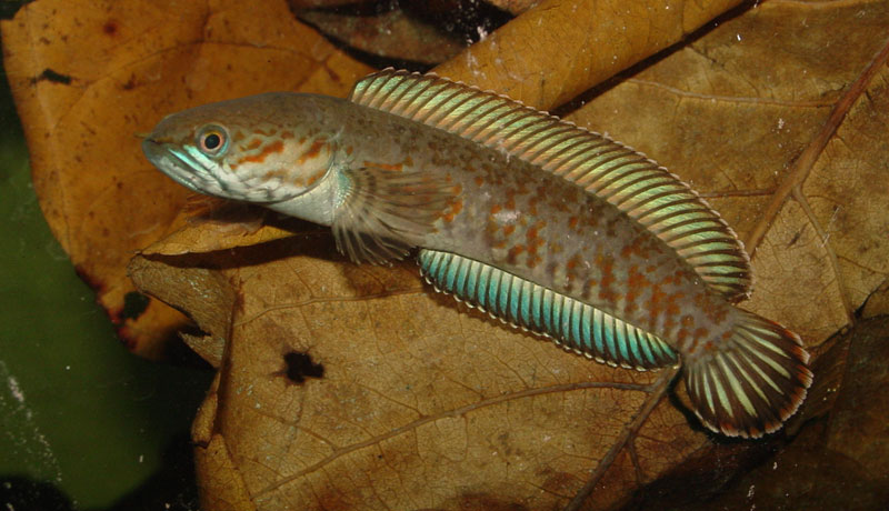 Adult male.