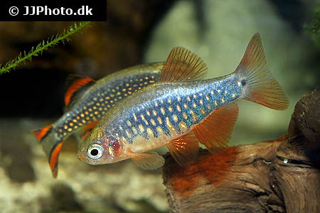 Adult male of an apparently wild-collected aberrant form which may or may not be conspecific with C. margaritatus (see 'Notes').