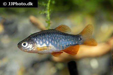 Adult male (?) of the aberrant form.
