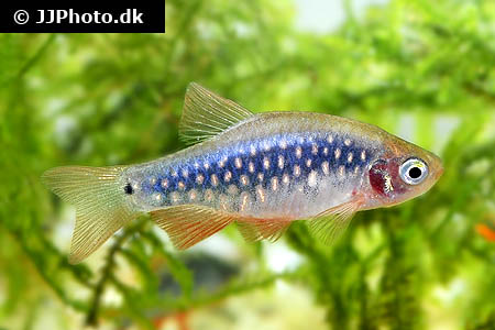 Another (female?) individual of the aberrant form.