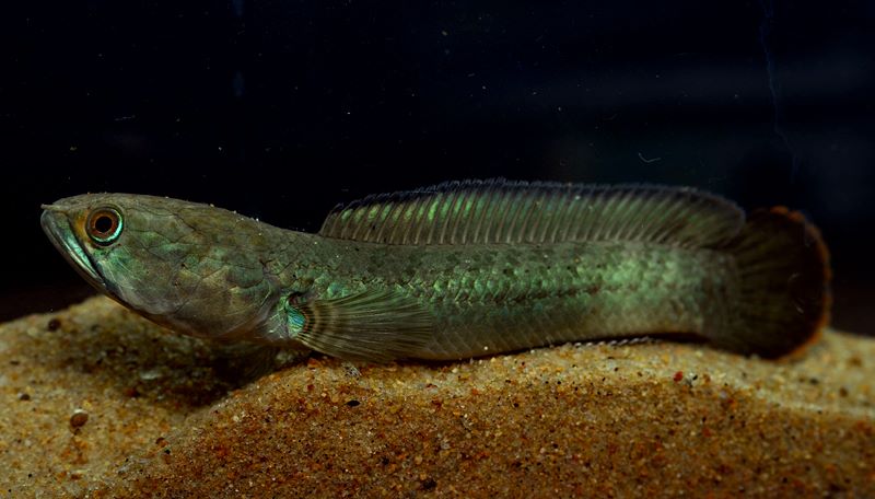 Another view of the greenish colour form from Assam.
