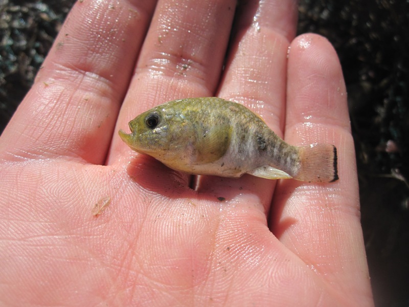 Freshly-collected individual.