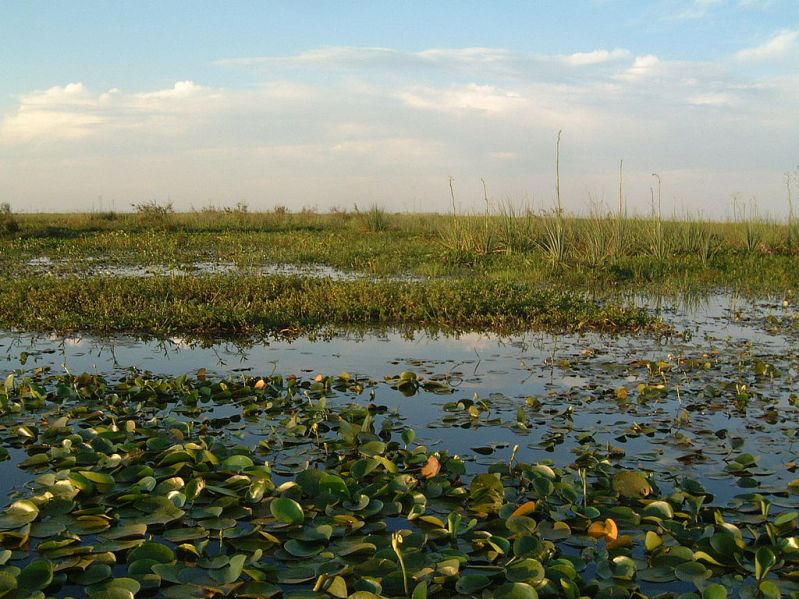 Habitat in the Esteros del Iberá wetlands, Argentina.