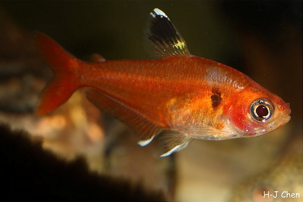 Adult male individual.