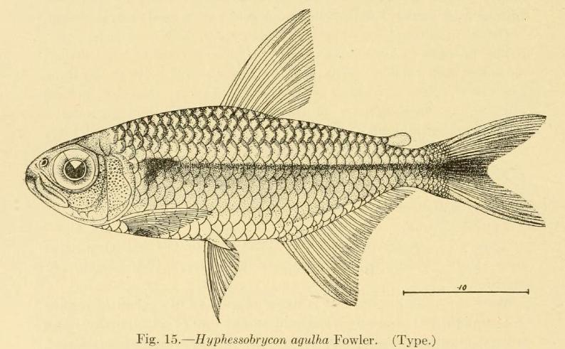 Figure of holotype taken from Fowler (1913).