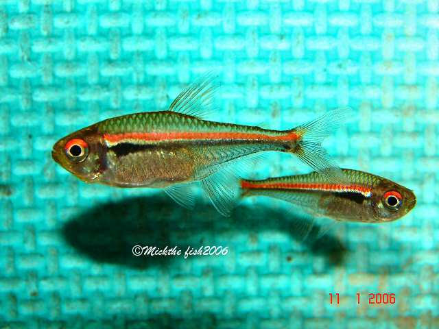 Adult pair, female on left.