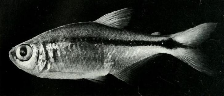 Holotype; MACN-Ict 8647, 51.2 mm SL, female.