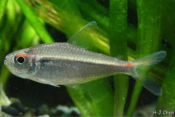 H. cf. agulha from Peru.