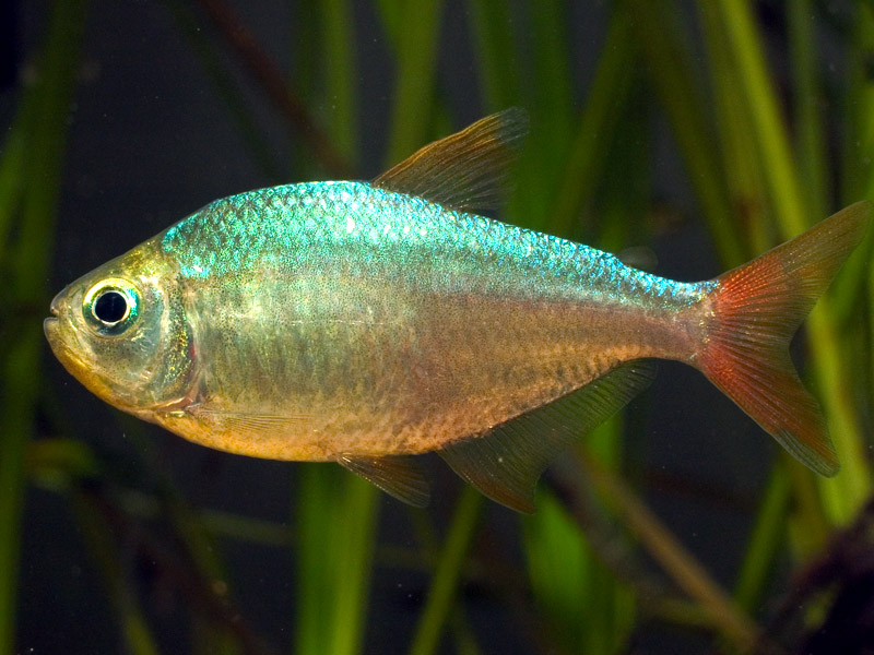 Adult female specimen.