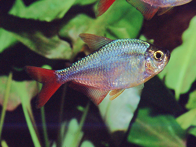 This species is an excellent and colourful addition to the community aquarium.