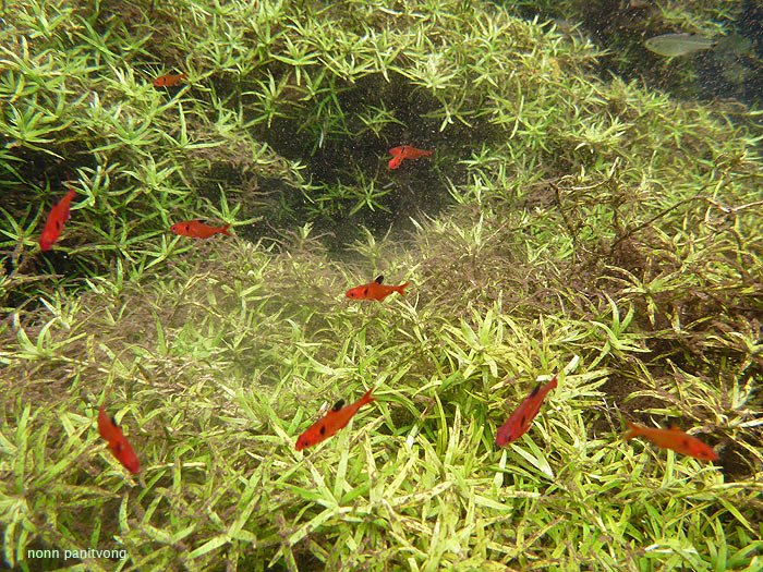 A group in its natural habitat in the vicinity of Bonito, Mato Grosso do Sul state, central Brazil.