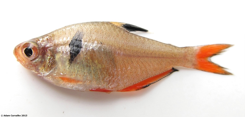 Wild specimen from Mato Grosso state, central Brazil.