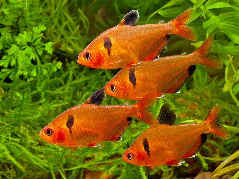 Like most small tetras this species should be maintained in a group.