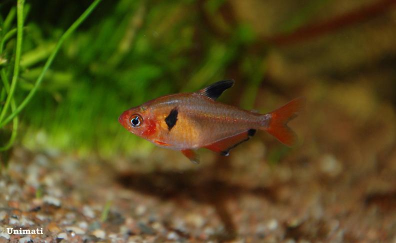 Specimen from the Danish aquarium trade.