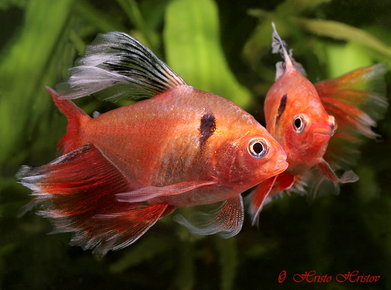 Ornamental 'fairy-fin' strain.
