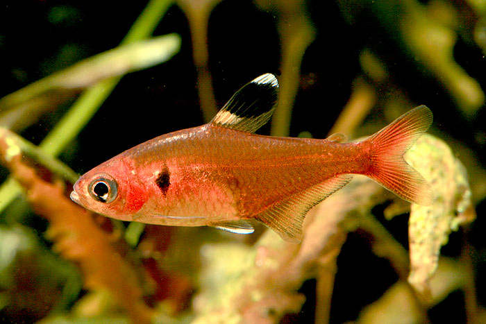 This species is uncommon in the aquarium trade.