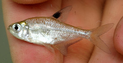 Specimen from the Río Usumacinta basin, Chiapas Province, southern Mexico.