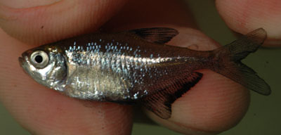 Nuptial male individual displaying darker colour pattern.