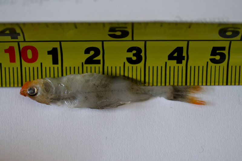 This image of a recently-deceased male is included here to demonstrate the standard length of approximately 35 mm.