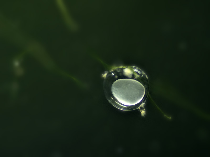 Freshly-deposited egg.