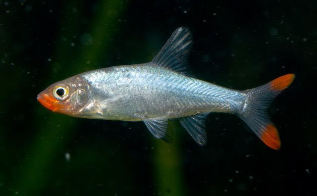 Adult male.