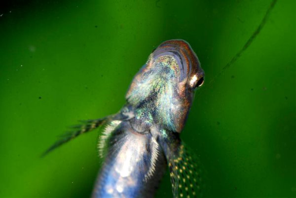 Underside of head and anterior portion of body.