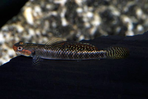 Specimen from the Swiss aquarium trade.