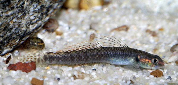 Pale specimen.