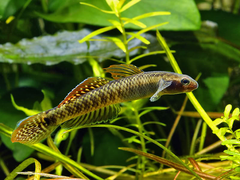 Males are capable of rapid and extreme changes of colour/patterning.
