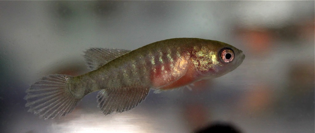 Young male 17 days after leaving the egg. The fish measures 15 mm and elements of adult colour pattern are becoming visible.