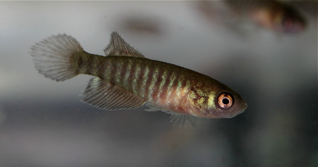 Male individual at 24 days of age and 19 mm TL.