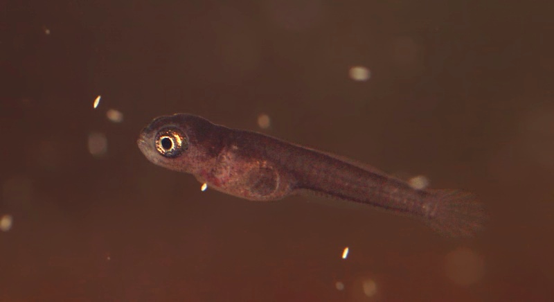 Newly-hatched fry approximately 2 hours post-hatching. Size 5 mm TL.