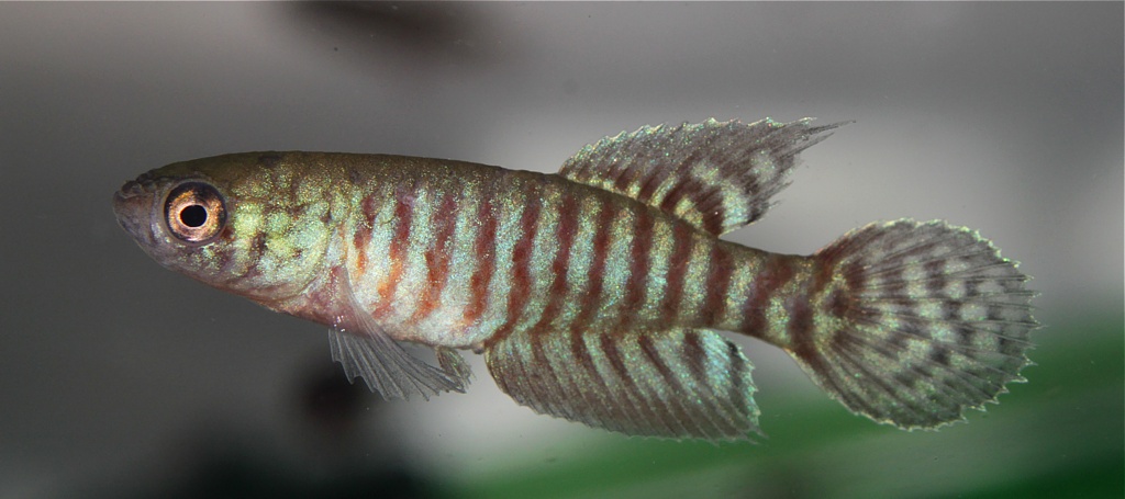 After 32 days this male measures 22 mm and is almost sexually-mature.