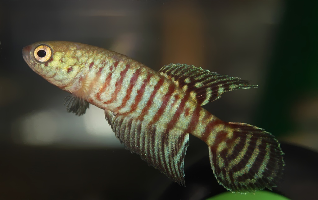 Young adult male at 43 days of age and 25 mm TL.