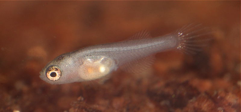 At 5 days of age the fry measure 7 mm TL.
