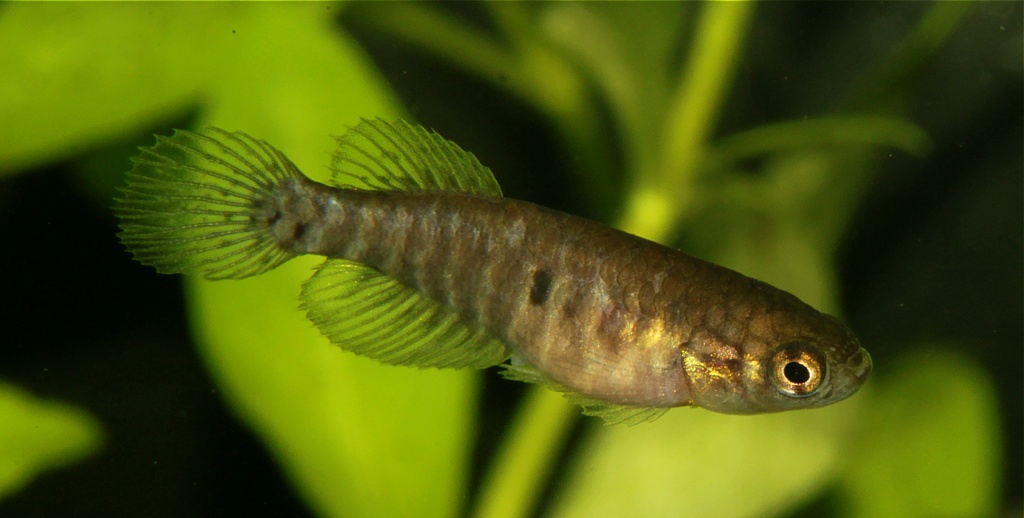 Adult female at 96 days of age and 25 mm TL.