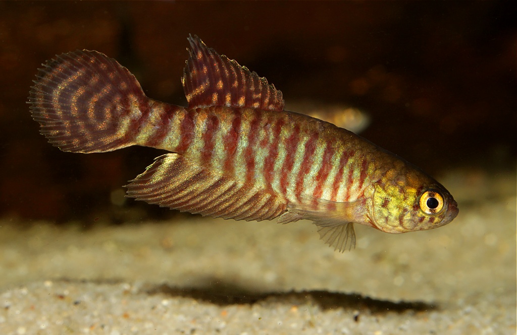 Sexually mature male at 96 days of age and 35 mm TL.