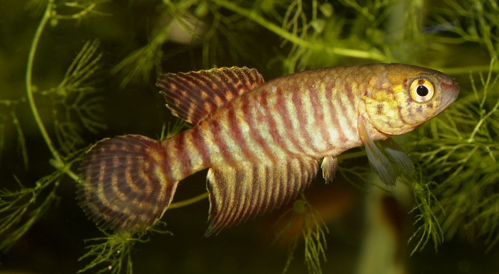 Adult male individual.