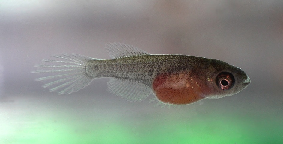 At 9 days the fry are already 10 mm TL.