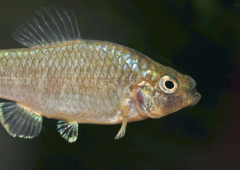 Adult male individual in the aquarium.