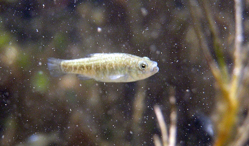 Adult female.